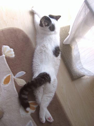 ねじりもち