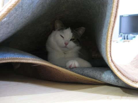 眠くなってきた