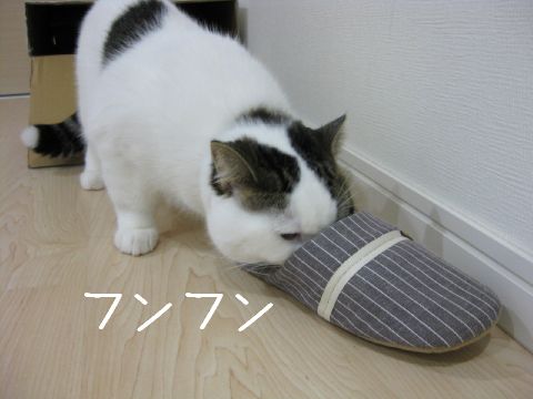 気になるニホヒ…