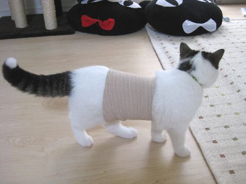 腹巻ネコ1
