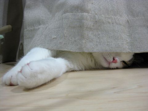 手だけがちらり覗くと…