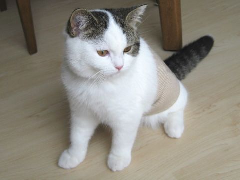 腹巻ネコ2