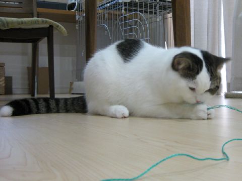 捕まえた