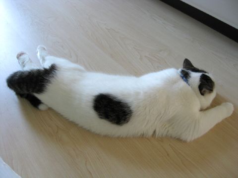 折れてた！