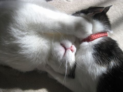 バトル