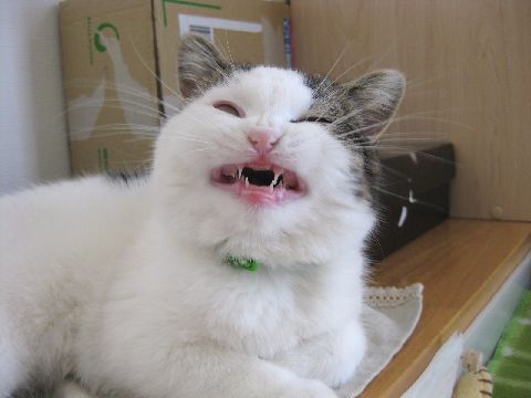 変顔