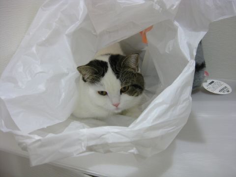 隠れてたのに・・・