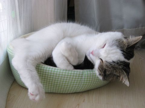 よく動く