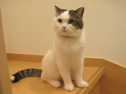 階段でお座り
