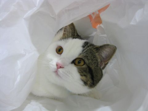 なに？