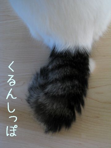 丸まりしっぽ