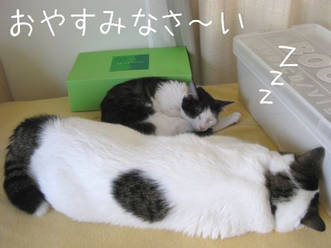 おやすみ