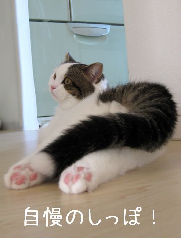 ふさふさしっぽ