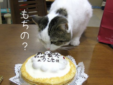 じゃもちの？