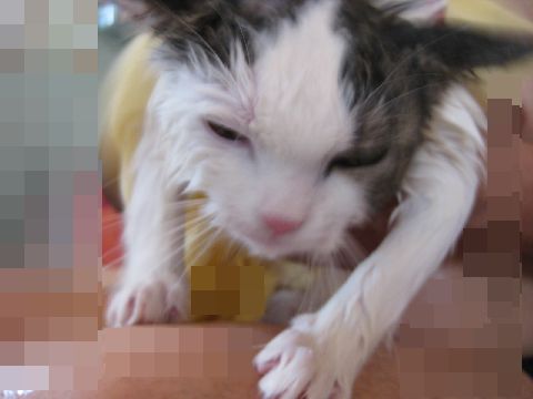 もうダメだ・・・