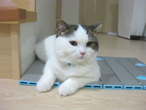 おすまし