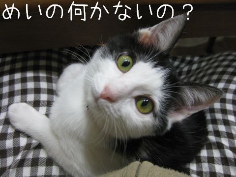 何か欲しい！