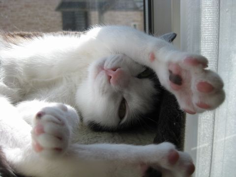 かわいいでしょ