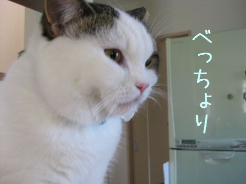 べっちょり