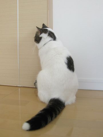 後姿