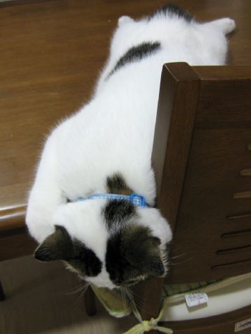 伸び猫 2
