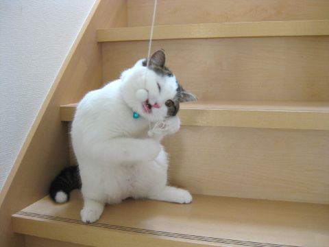 カミカミ