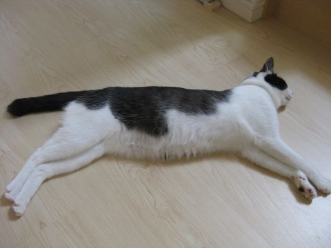 お腹ぽよ