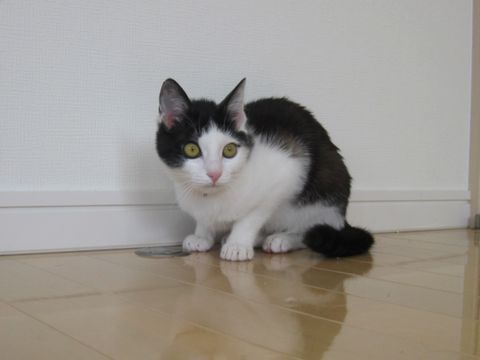 ちんまり