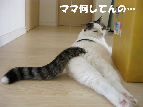 しつこいなぁ～