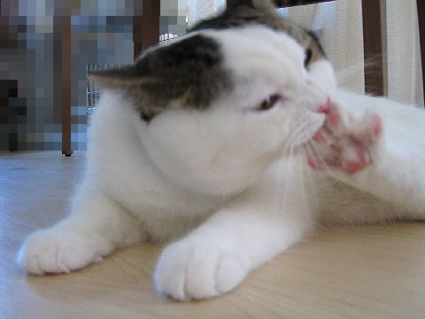 足ぱぁーーー