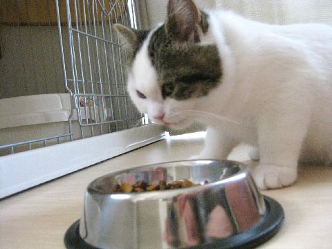 うまうま