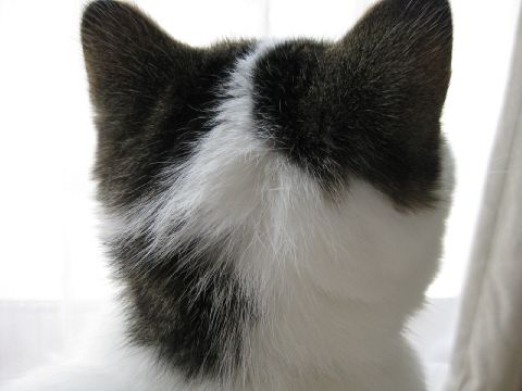 ねぐせ