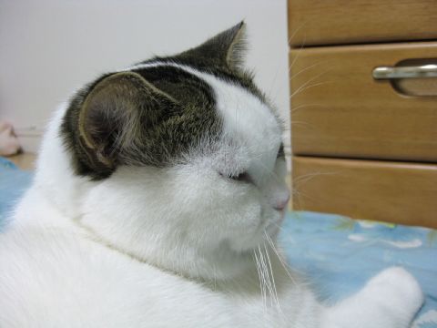 ブサ顔