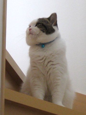 ますますもっふり