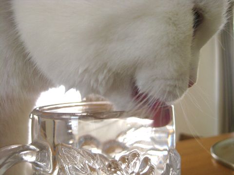 下手な水飲み