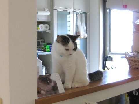 キッチンカウンターの上