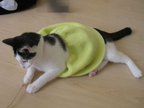 やっと捕まえた