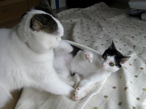 蹴り蹴り！