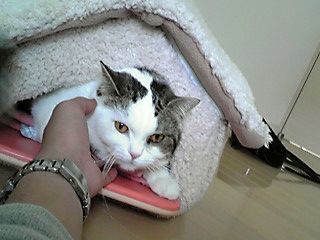 ハウス