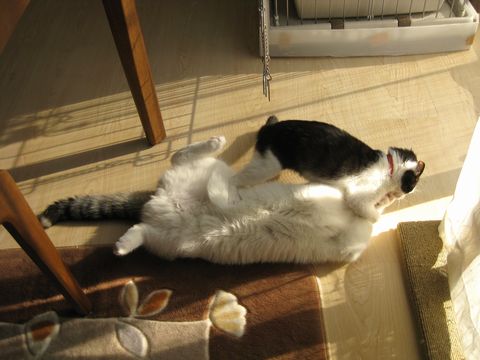 がっぷり