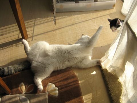かかってこい！