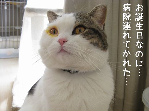 目の周りも黄色