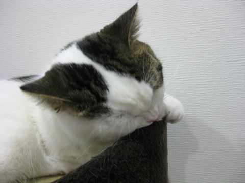 手ガジガジ
