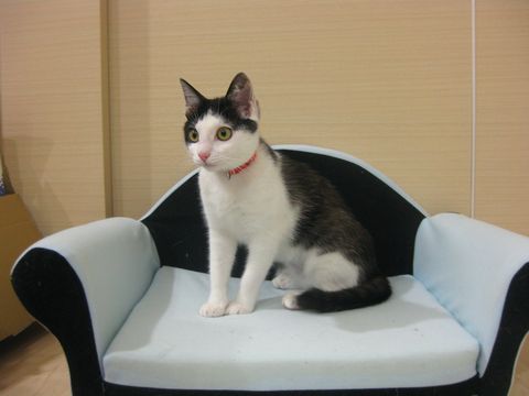 めいもまねっこ