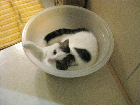 あっママ！