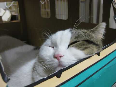 ニャマト号
