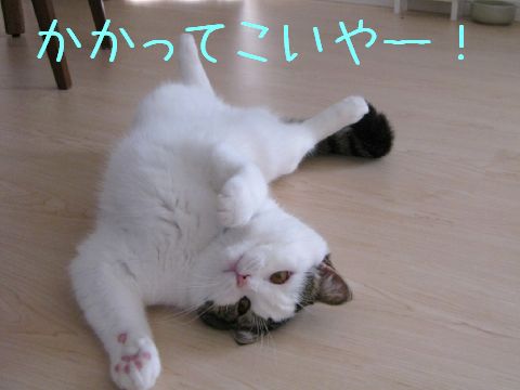 やったるでー！