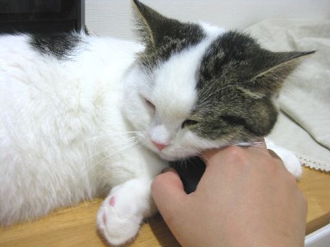 ママの手好き