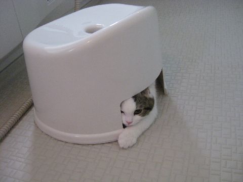 風呂いすと猫2