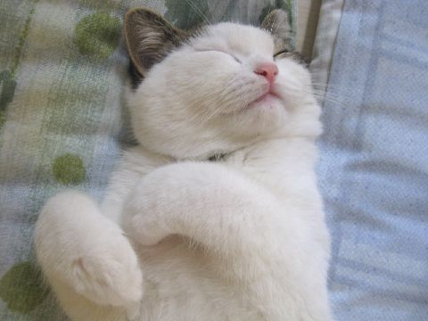 寝てるネコ